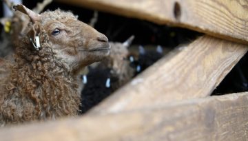 Αποκάλυψη για την μαύρη πανώλη από αρχαίο πρόβατο