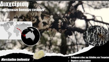 ΑΠΘ – Δρ Δ. Αβτζής: Οι μικροσκοπικοί Τιτάνες των δασών και η κλιματική κρίση