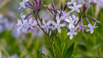 Amsonia orientalis: ακροβατώντας ανάμεσα στην επιβίωση και την εξαφάνιση