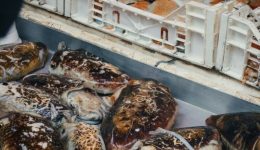 WWF-i-mesogios-anamesa