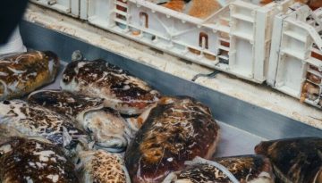 WWF / Η Μεσόγειος ανάμεσα στις «πιο επιβαρυμένες θάλασσες του πλανήτη» – Ο νέος οδηγός «Fish Guide»