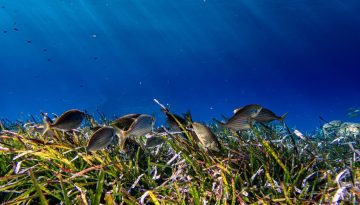 WWF: Η Μεσόγειος είναι μια από τις πιο επιβαρυμένες θάλασσες παγκοσμίως – Οδηγός για συνειδητές διατροφικές επιλογές