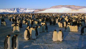 Εφτασε και η σειρά του: Απειλούμενο είδος χαρακτηρίστηκε ο αυτοκρατορικός πιγκουίνος