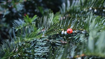 Ένα σπάνιο ελληνικό δέντρο, ασπίδα κατά του καρκίνου