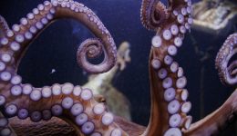 erevna-gigantia-chtapodia-itan