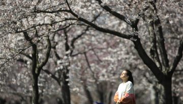 Η κλιματική αλλαγή ενισχύει την παραγωγή γύρης και επιδεινώνει τις εποχιακές αλλεργίες