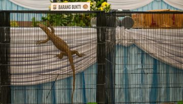 Ινδονησία: Συλλήψεις για διακίνηση Δράκων του Κομόντο