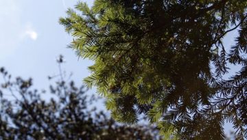 Ίταμος: Το σπάνιο δέντρο των ελληνικών βουνών που μπορεί να βοηθήσει στην ανάπτυξη αντικαρκινικών φαρμάκων – Η έρευνα του ΑΠΘ