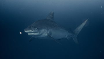 &Kappa;&lambda;&iota;&mu;&alpha;&tau;&iota;&kappa;ή &Alpha;&lambda;&lambda;&alpha;&gamma;ή: &Omicron;&iota; &lambda;&epsilon;&upsilon;&kappa;&omicron;ί &kappa;&alpha;&rho;&chi;&alpha;&rho;ί&epsilon;&sigmaf; &epsilon;&nu;&delta;έ&chi;&epsilon;&tau;&alpha;&iota; &nu;&alpha; &epsilon;&pi;&iota;&sigma;&tau;&rho;έ&psi;&omicron;&upsilon;&nu; &sigma;&tau;&eta;&nu; &Beta;ό&rho;&epsilon;&iota;&alpha; &Theta;ά&lambda;&alpha;&sigma;&sigma;&alpha; &ndash; &Tau;&iota; έ&delta;&epsilon;&iota;&xi;&epsilon; &pi;&rho;ό&sigma;&phi;&alpha;&tau;&eta; &mu;&epsilon;&lambda;έ&tau;&eta;