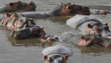 Κολομβία / Προς θανάτωση οι ιπποπόταμοι του Πάμπλο Εσκομπάρ – Tι λένε αρχές και οργανώσεις