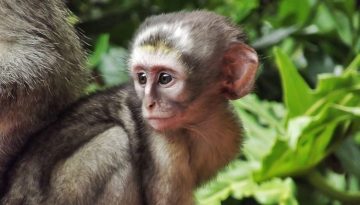 Παράνομο εμπόριο άγριας ζωής με κωδικούς και ψεύτικες αγγελίες σε ομάδες του Facebook