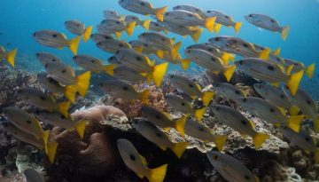 Σήμα συναγερμού από Copernicus: Κοντά σε ρεκόρ  η θερμοκρασία των ωκεανών