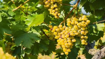 Θειάφι: Σε ποιές καλλιέργειες και φυτά χρησιμοποιείται – Από ποιές ασθένειες και έντομα προστατεύει και προφυλάξεις