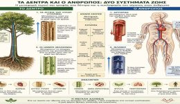 to-kikloforiko-sistima-ton-dendron