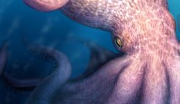 Αnakalifthike-archeo-gigantieo-chtapodi-pou