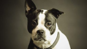 Αρχαιολογική ανατροπή: Οι σκύλοι κηδεύονταν όπως οι άνθρωποι πριν από 15.800 χρόνια