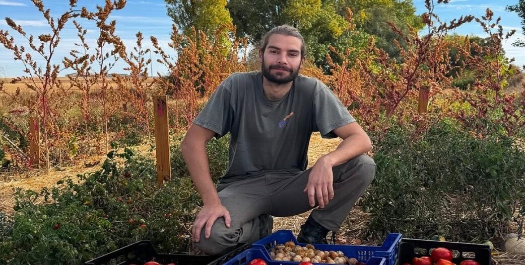 divispanos-Αgrotis-kalliergise-pikilia-ntomatas