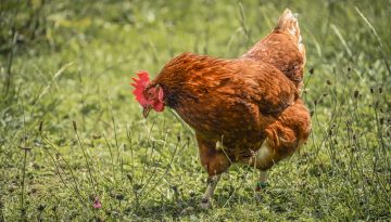 Εκκολάφθηκαν κοτόπουλα από πλήρως τεχνητό αυγό – Ελπίδες για τη διατήρηση ζώων που απειλούνται με εξαφάνιση (Photos)