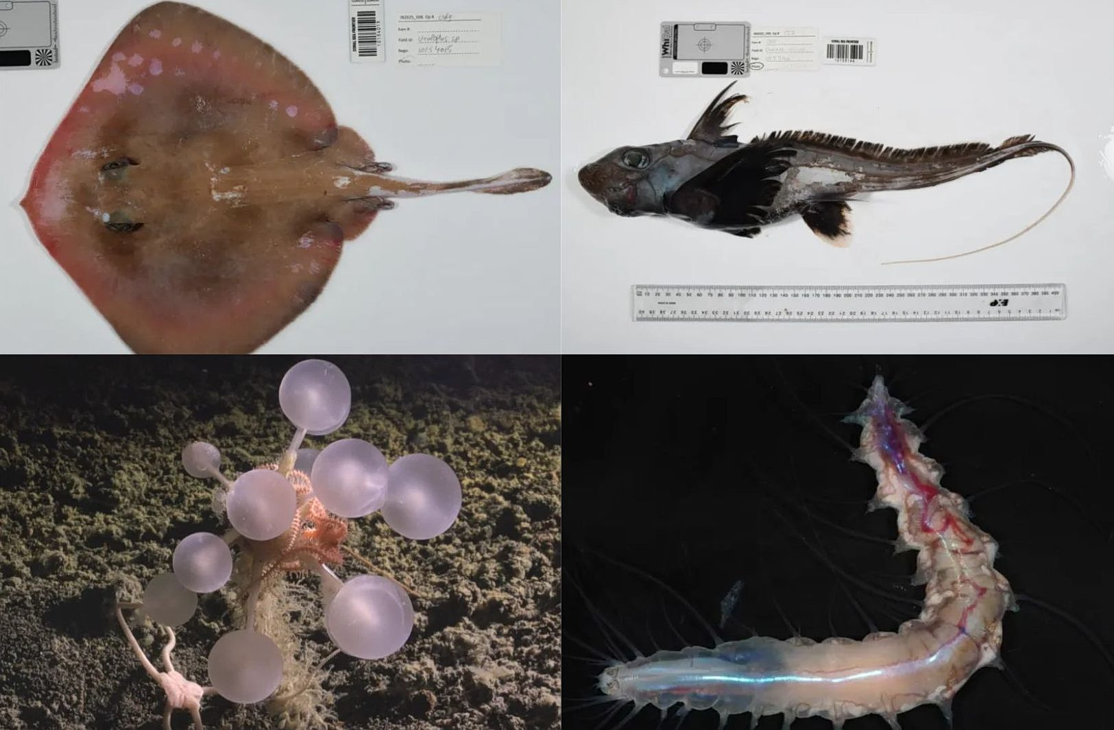 karcharies-fantasmata-ke-mpales-thanatou-ta