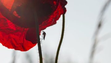 Κλιματική κρίση / Υπάρχουν χώρες χωρίς κουνούπια;