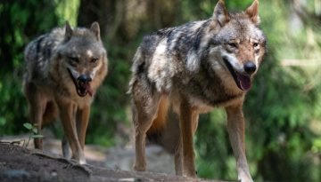 Δ. Μπακαλούδης: Στοιχεία και μέτρα πρόληψης για τη συνύπαρξη ανθρώπου και άγριας ζωής