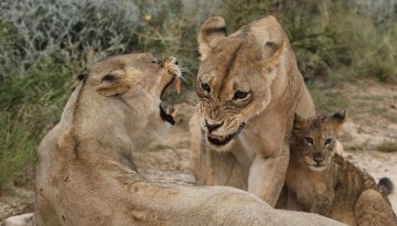 Κλιματική αλλαγή: Πώς οι καύσωνες αλλάζουν τη συμπεριφορά των ζώων