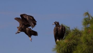 &Epsilon;&theta;&nu;&iota;&kappa;ό &Pi;ά&rho;&kappa;&omicron; &Delta;&alpha;&delta;&iota;ά&sigmaf;: &Iota;&delta;&iota;&alpha;ί&tau;&epsilon;&rho;&alpha; &epsilon;&nu;&theta;&alpha;&rho;&rho;&upsilon;&nu;&tau;&iota;&kappa;ά &tau;&alpha; &nu;έ&alpha; &alpha;&pi;ό &tau;&eta;&nu; &alpha;&nu;&alpha;&pi;&alpha;&rho;&alpha;&gamma;&omega;&gamma;ή &tau;&omicron;&upsilon; &Mu;&alpha;&upsilon;&rho;ό&gamma;&upsilon;&pi;&alpha; &ndash; dasarxeio.com