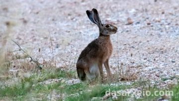 &Sigma;&upsilon;&lambda;&lambda;ή&psi;&epsilon;&iota;&sigmaf; &kappa;&alpha;&iota; &pi;&rho;ό&sigma;&tau;&iota;&mu;&alpha; &gamma;&iota;&alpha; &pi;&alpha;&rho;ά&nu;&omicron;&mu;&eta; &theta;ή&rho;&alpha; &lambda;&alpha;&gamma;ώ&nu; &ndash; dasarxeio.com