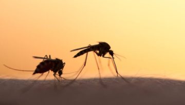 Μαγιορκίνης στο ΕΡΤnews για τον ιό του Δυτικού Νείλου: Δεν μεταδίδεται από άνθρωπο σε άνθρωπο, τα μέτρα προστασίας – ertnews.gr
