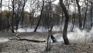 &Pi;&Omicron;&Gamma;&Epsilon;&Delta;&Upsilon;: &Alpha;&pi;ά&nu;&tau;&eta;&sigma;&eta; &sigma;&tau;&iota;&sigmaf; &epsilon;&pi;&iota;&kappa;&rho;ί&sigma;&epsilon;&iota;&sigmaf; &gamma;&iota;&alpha; &tau;&omicron; Antinero &ndash; &laquo;&Eta; &pi;&rho;ό&lambda;&eta;&psi;&eta; &delta;&epsilon;&nu; &kappa;&alpha;&tau;&alpha;&rho;&gamma;&epsilon;ί &tau;&omicron;&nu; &kappa;ί&nu;&delta;&upsilon;&nu;&omicron; &pi;&upsilon;&rho;&kappa;&alpha;&gamma;&iota;ά&sigmaf;&raquo; &ndash; dasarxeio.com