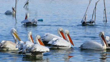&Delta;&epsilon;&kappa;&alpha;&tau;&rho;&epsilon;ί&sigmaf; &pi;&epsilon;&lambda;&alpha;&rho;&gamma;&omicron;ί ά&nu;&omicron;&iota;&xi;&alpha;&nu; &xi;&alpha;&nu;ά &tau;&alpha; &phi;&tau;&epsilon;&rho;ά &tau;&omicron;&upsilon;&sigmaf; &pi;ά&nu;&omega; &alpha;&pi;ό &tau;&eta;&nu; &Kappa;ά&rho;&lambda;&alpha; &ndash; ertnews.gr
