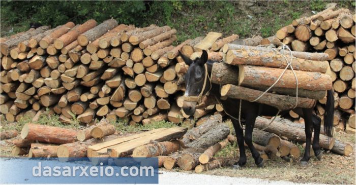 kausoxula-ylotomia-xuleia-e1564397732786